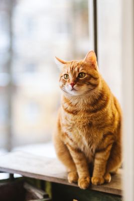 Why Does My Cat Stare Into Empty Space? A Past Life Theory
