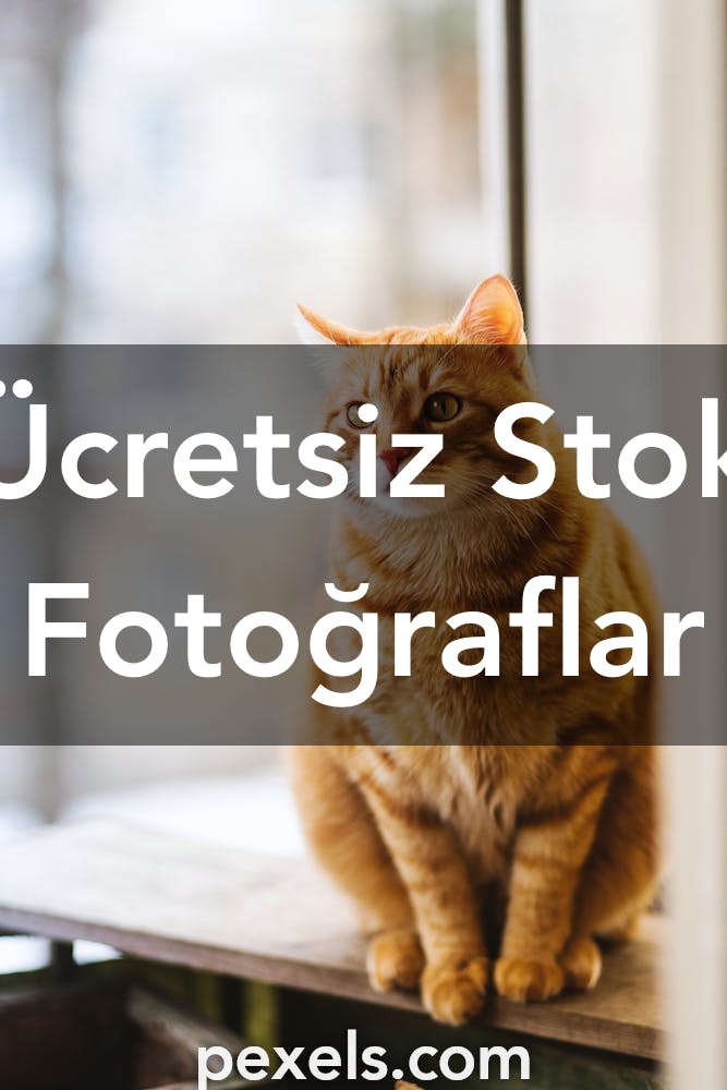 En İyi 10.000+ Kedi Fotoğrafı · Tamamen Ücretsiz İndirin · Pexels Stok