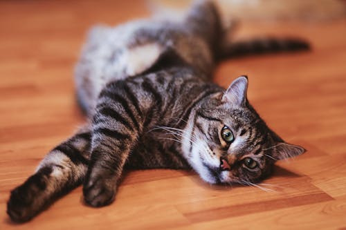 Free Close-up photography of a Tabby cat Stock Photo