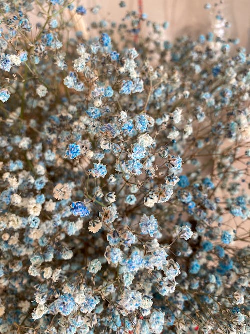 White and Blue Flowers in Tilt Shift Lens