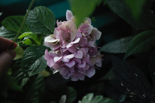 A Hydrangea Flowers with Green Leaves