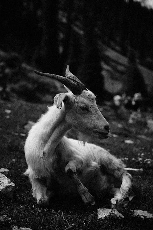 Black and White Photo of a Goat