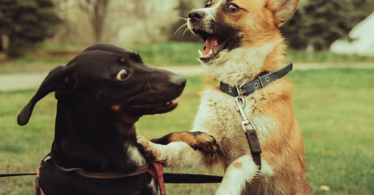 Hosting Your First Dog Playdate: A First-Time Sitter Guide