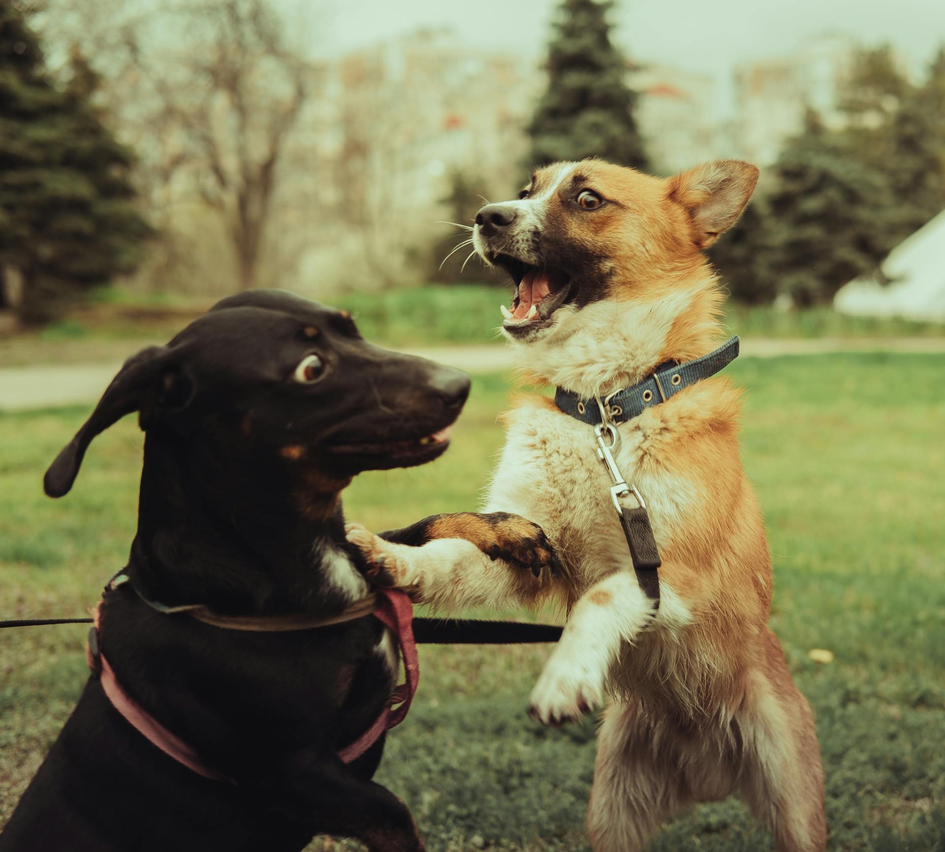 Close Up Photo of Dogs