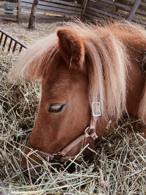 Close Up Photo of Brown Horse