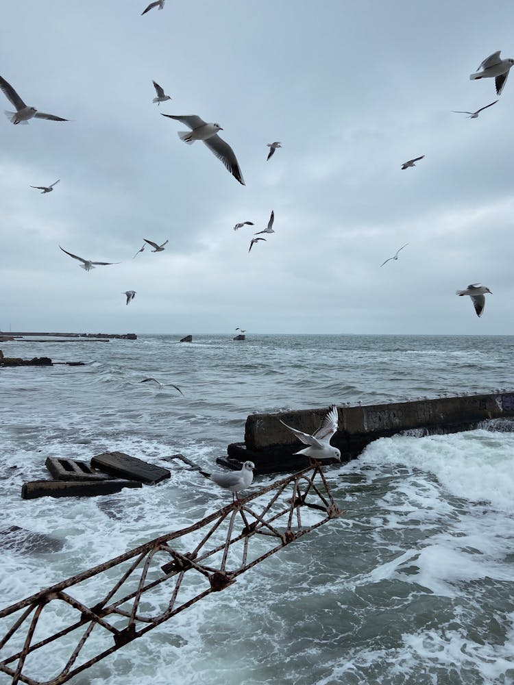 A Flock Of Birds Flying Over The Sea