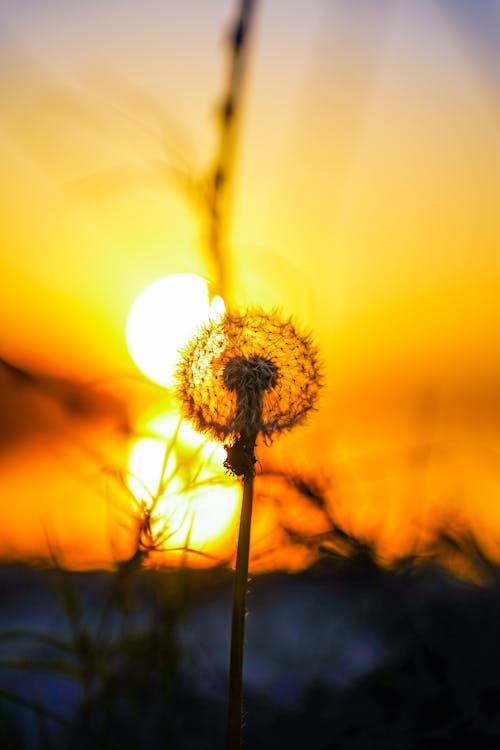 Selective Focus of Dandelion Flower during Sunset