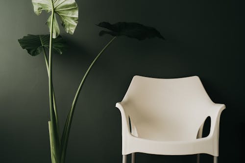 Free White Chair Beside an Indoor Plant Stock Photo