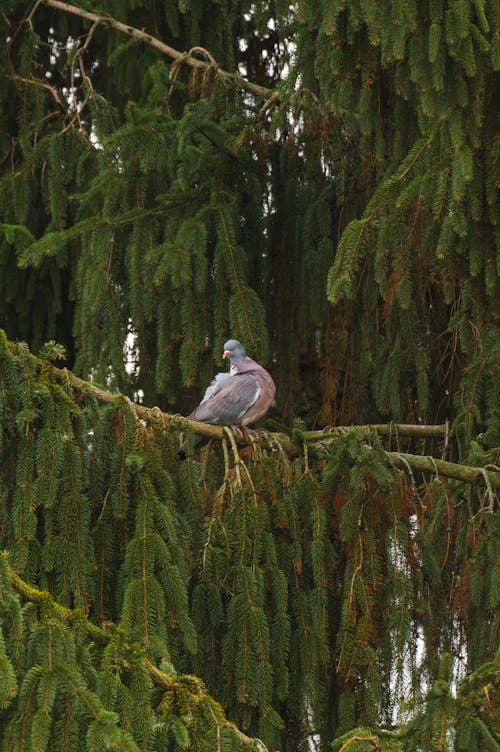 免费 鸽子在松树上休息 素材图片