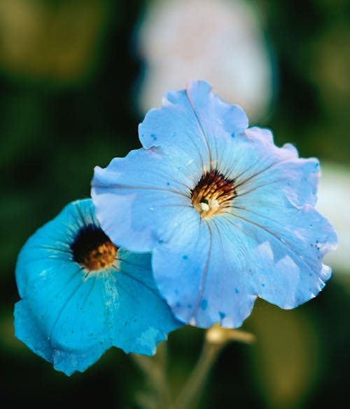 A Close-up Shot of a Blue Flowers in Full Bloom