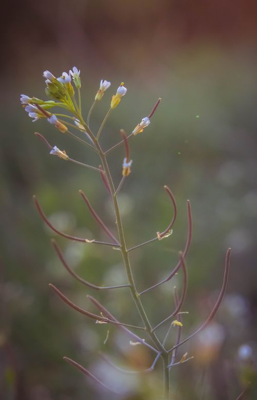 Free Close-up of an Arabidopsis thaliana plant with soft focus blooms in natural light. Stock Photo