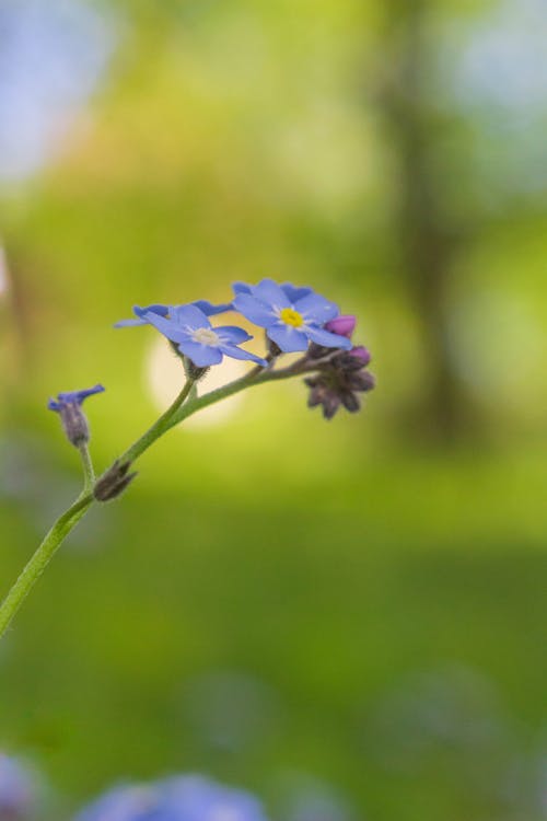 Close-up of a Blue Forget Me Not Flower