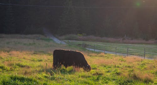 Free stock photo of cow, meadow