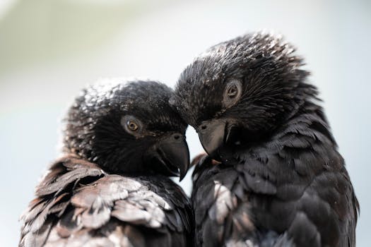 Close-up shot of two black lory parrots with intimate and detailed feather texture.
