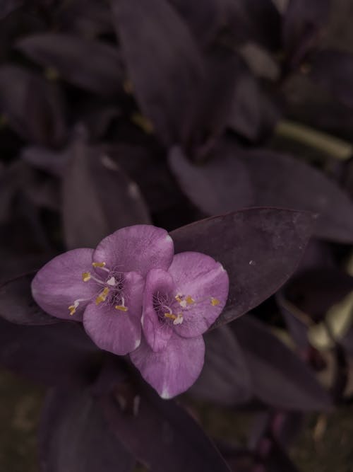 Free Close-up of a Purple Heart Flower Stock Photo