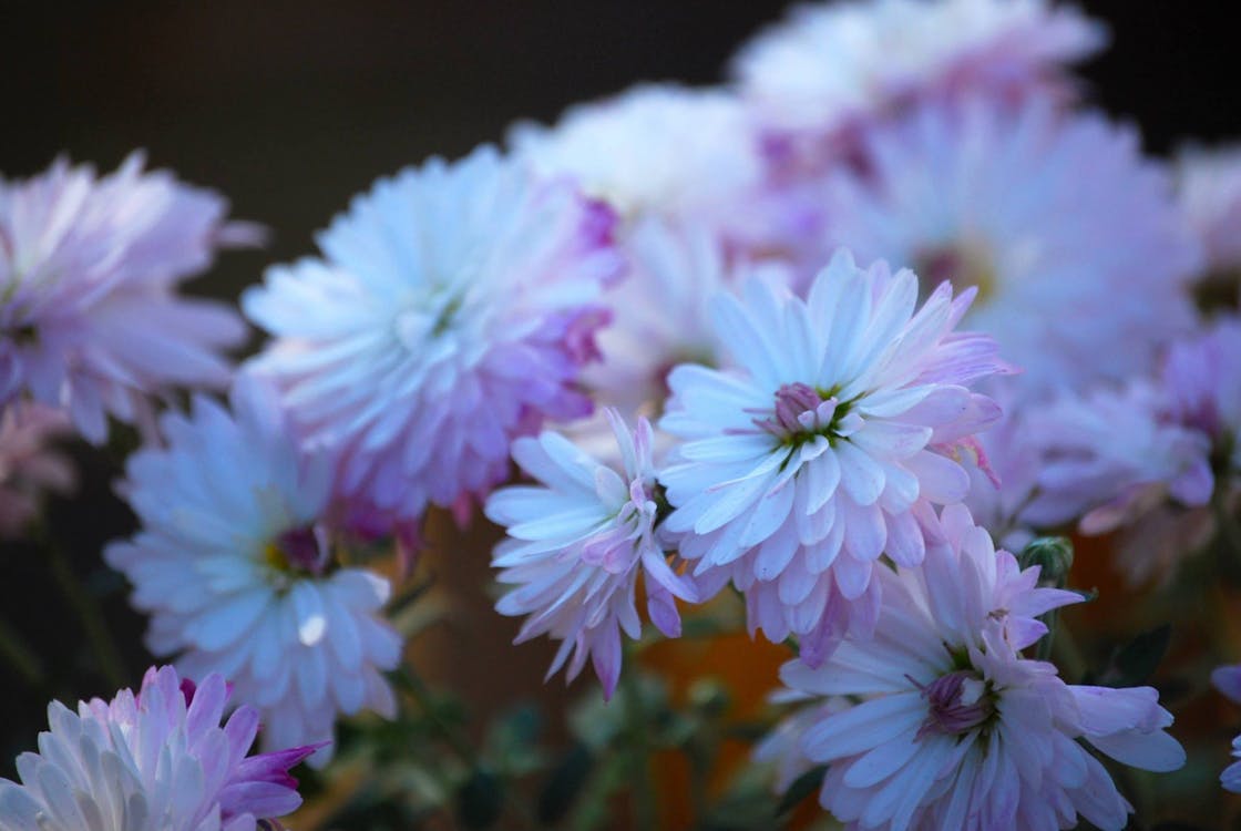 Close Up Photo of Flowers