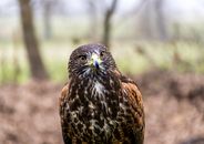 Brown and Black Owl in Tilt Shift Lens