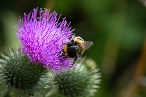 Free Detailed image of a bumblebee pollinating a bright purple thistle flower outdoors. Stock Photo