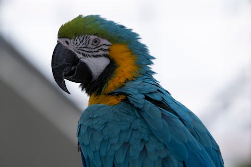 Free A Blue Yellow and Green Parrot Stock Photo