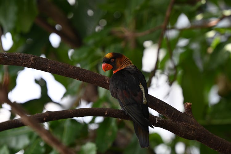 Black Bird On Brown Tree Branch