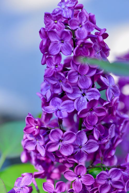 Purple Flowers in Close Up Photography