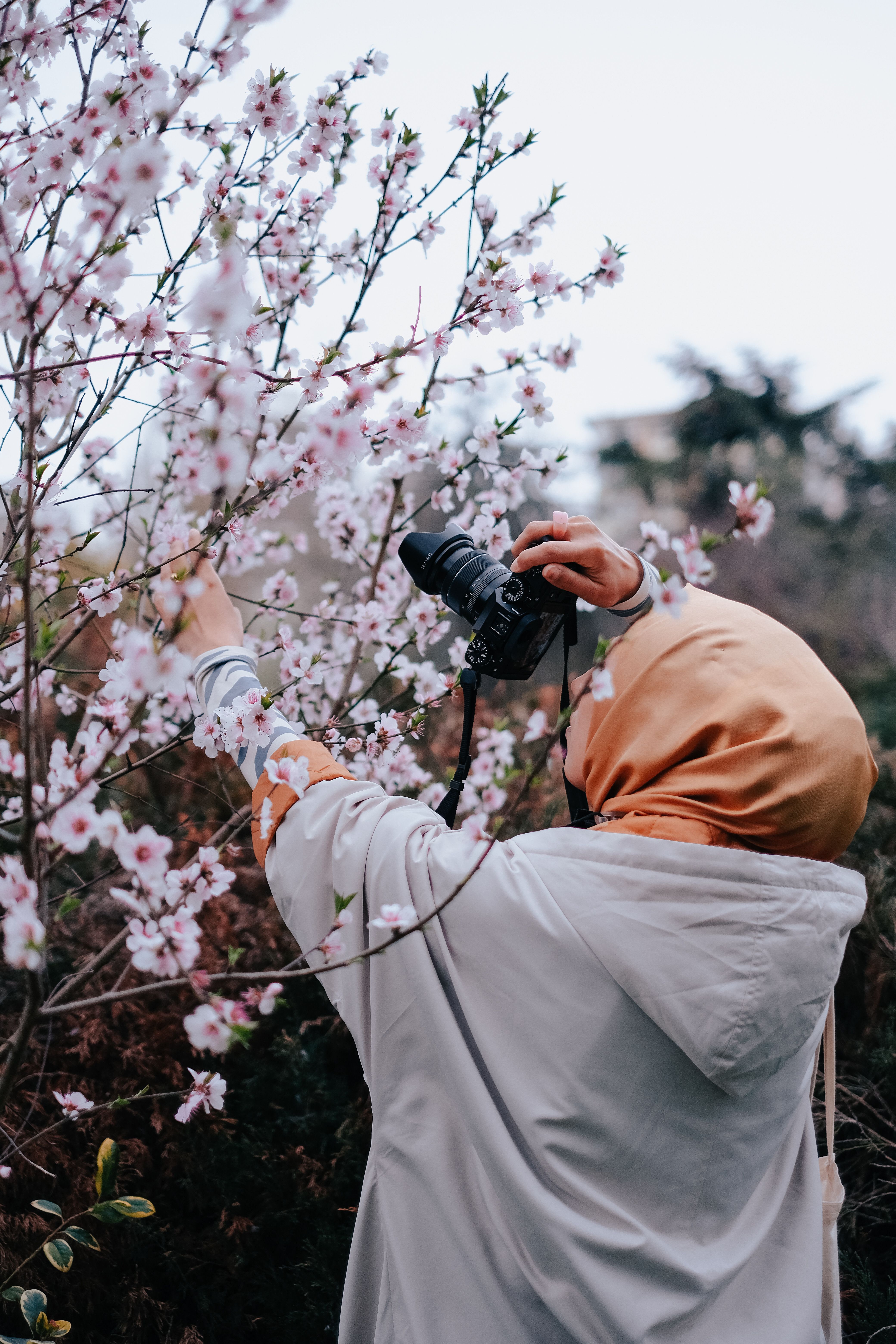 A photographer in a headscarf takes pictures of cherry blossoms. Spring outdoor shot.