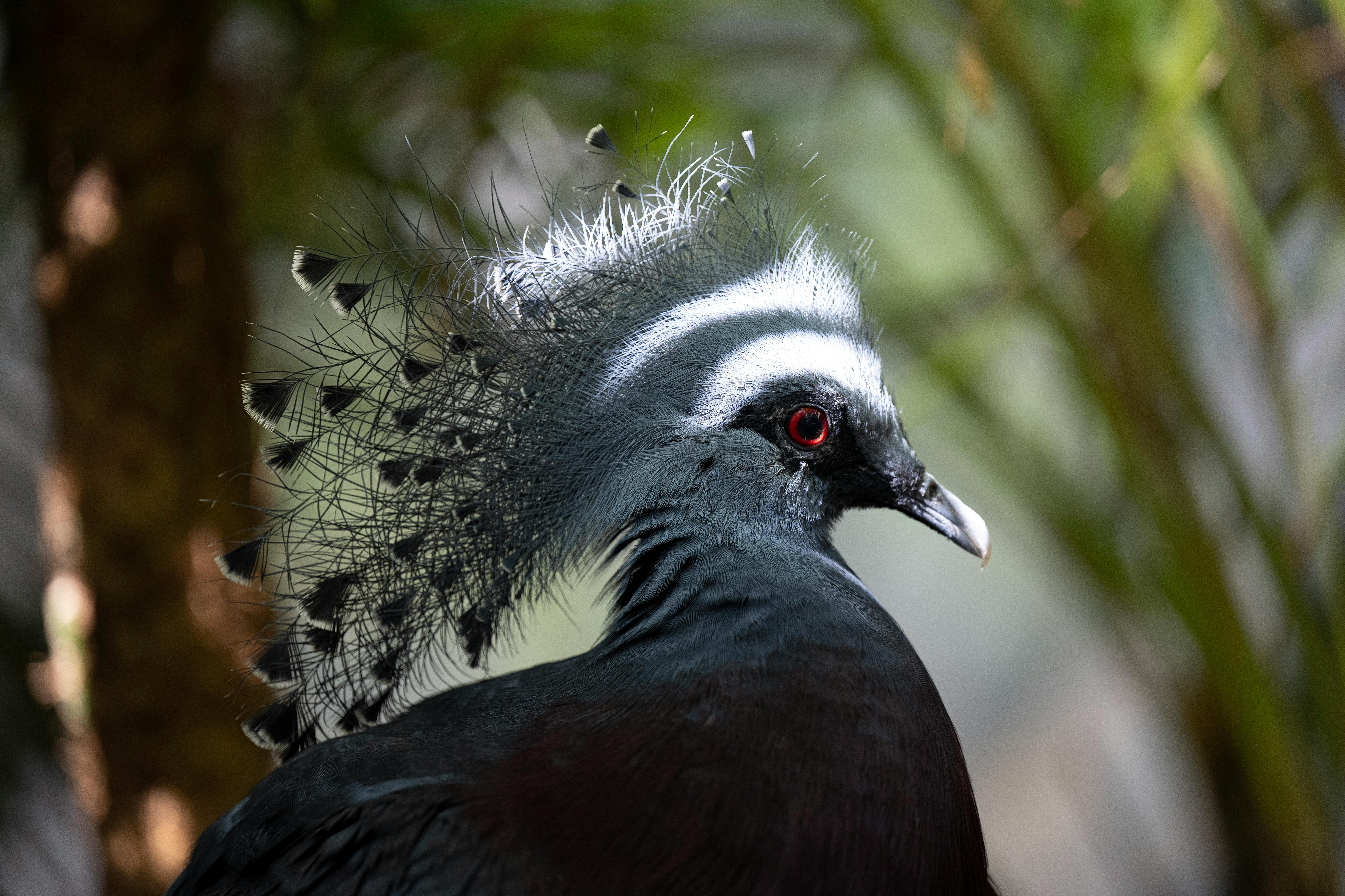 A majestic grey crowned crane with striking plumage and intricate feathers in a natural setting. - Abu Dabi