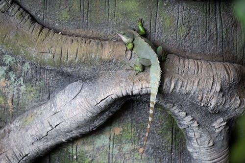 Δωρεάν στοκ φωτογραφιών με iguana, βρύο, γαβγίζω