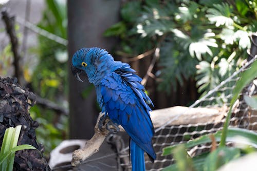 Blue Bird on Brown Tree Branch