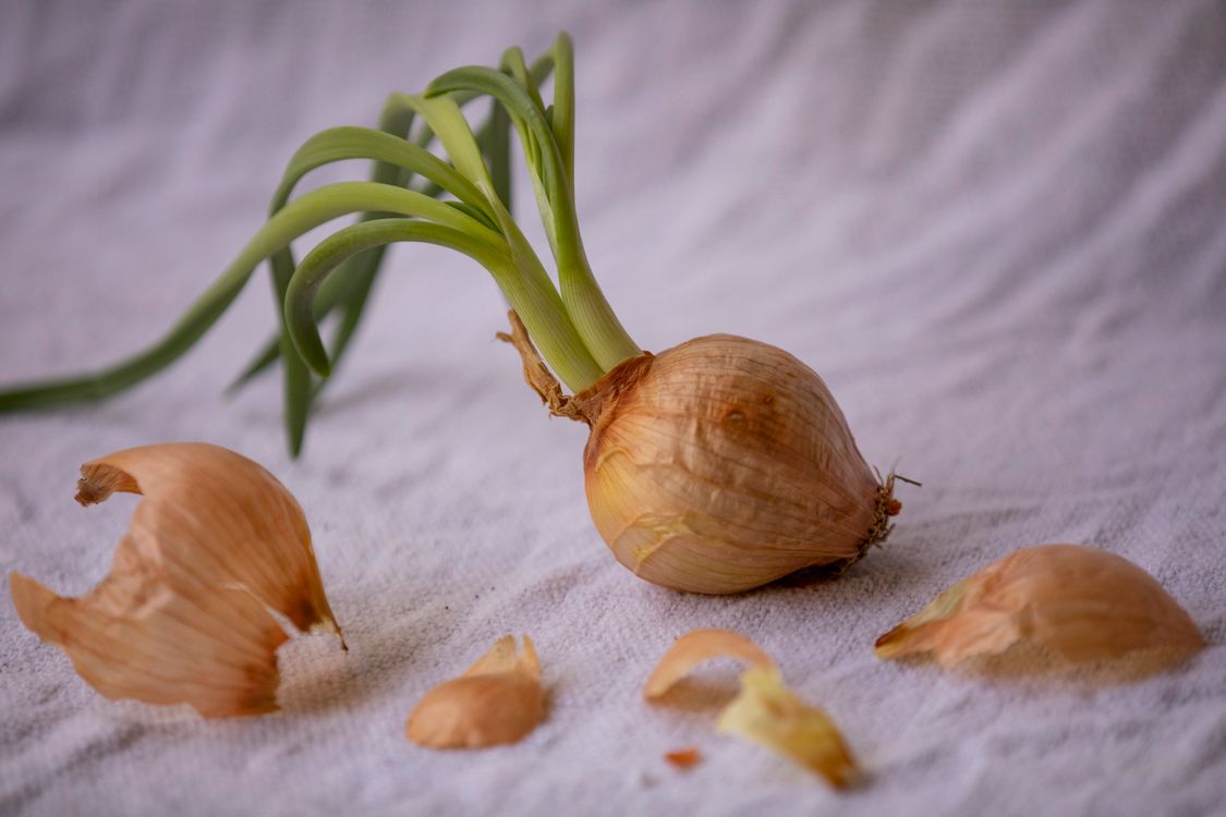 Onyon Close-Up Shot of a Fresh Onion on White Textile · Free Stock Photo