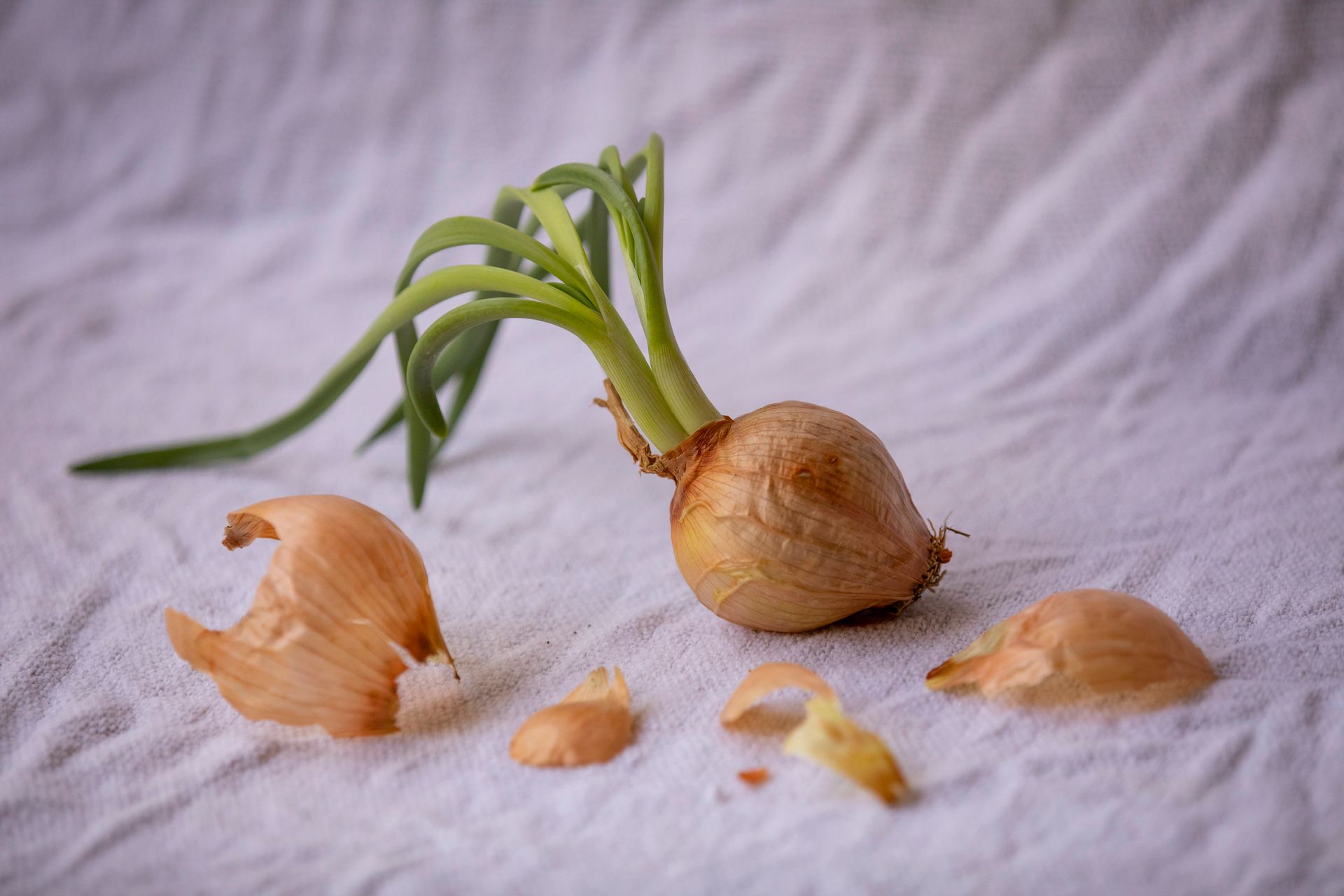 A sprouting onion with green shoots on white textile background, showcasing freshness.