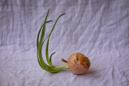 Free Sprouts on Onion Stock Photo