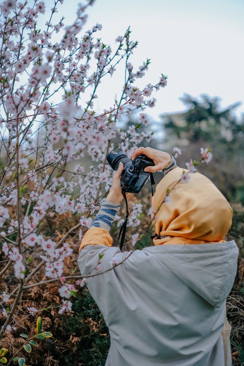 Person in Gray Hoodie Jacket Taking Picture of Cherry Blossom Flowers