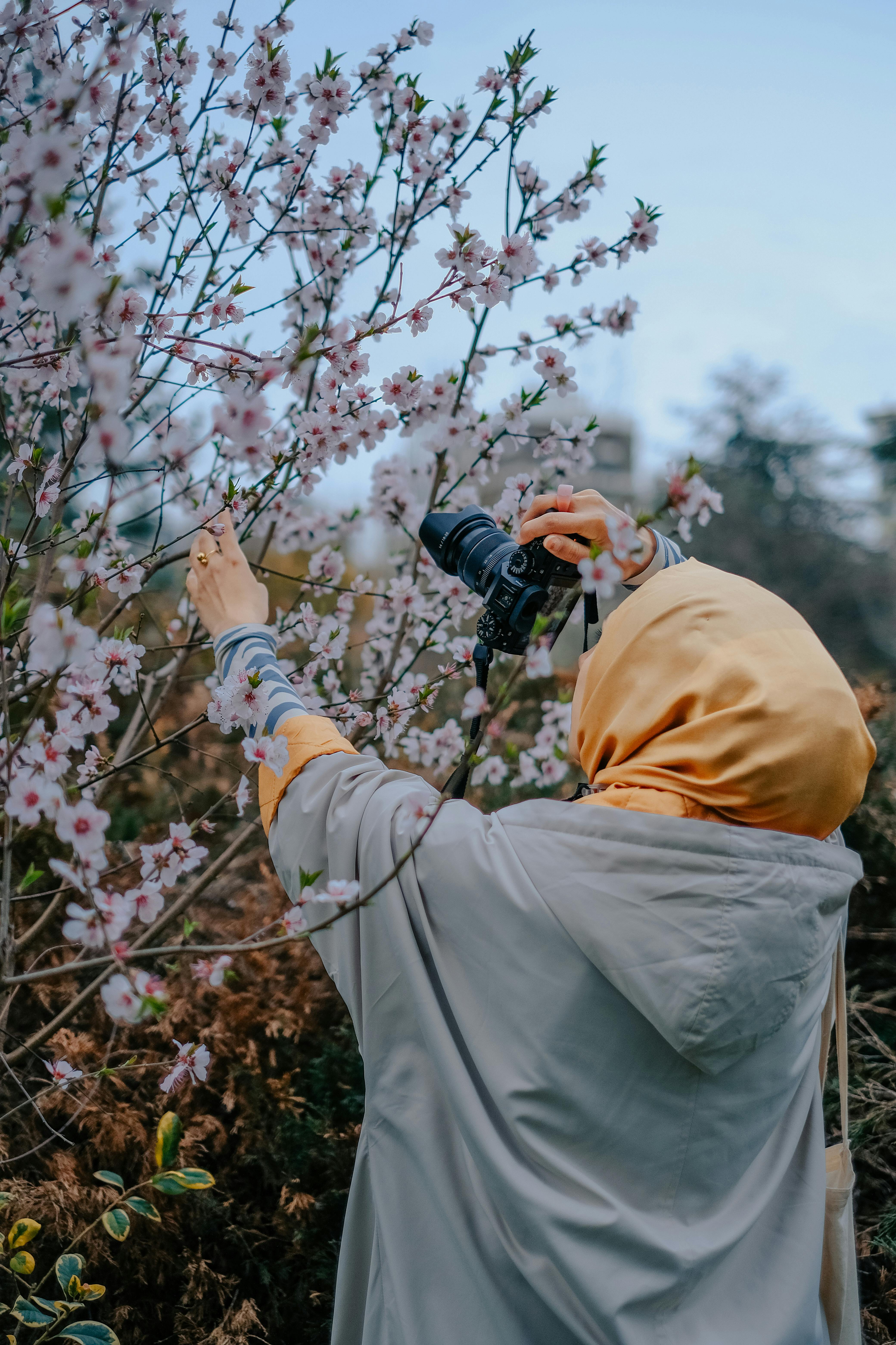 Free Woman photographing cherry blossoms in spring, showcasing nature's beauty and creativity. Stock Photo