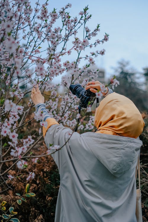 Person in Gray Hoodie Jacket Taking Picture of Cherry Blossom Flowers