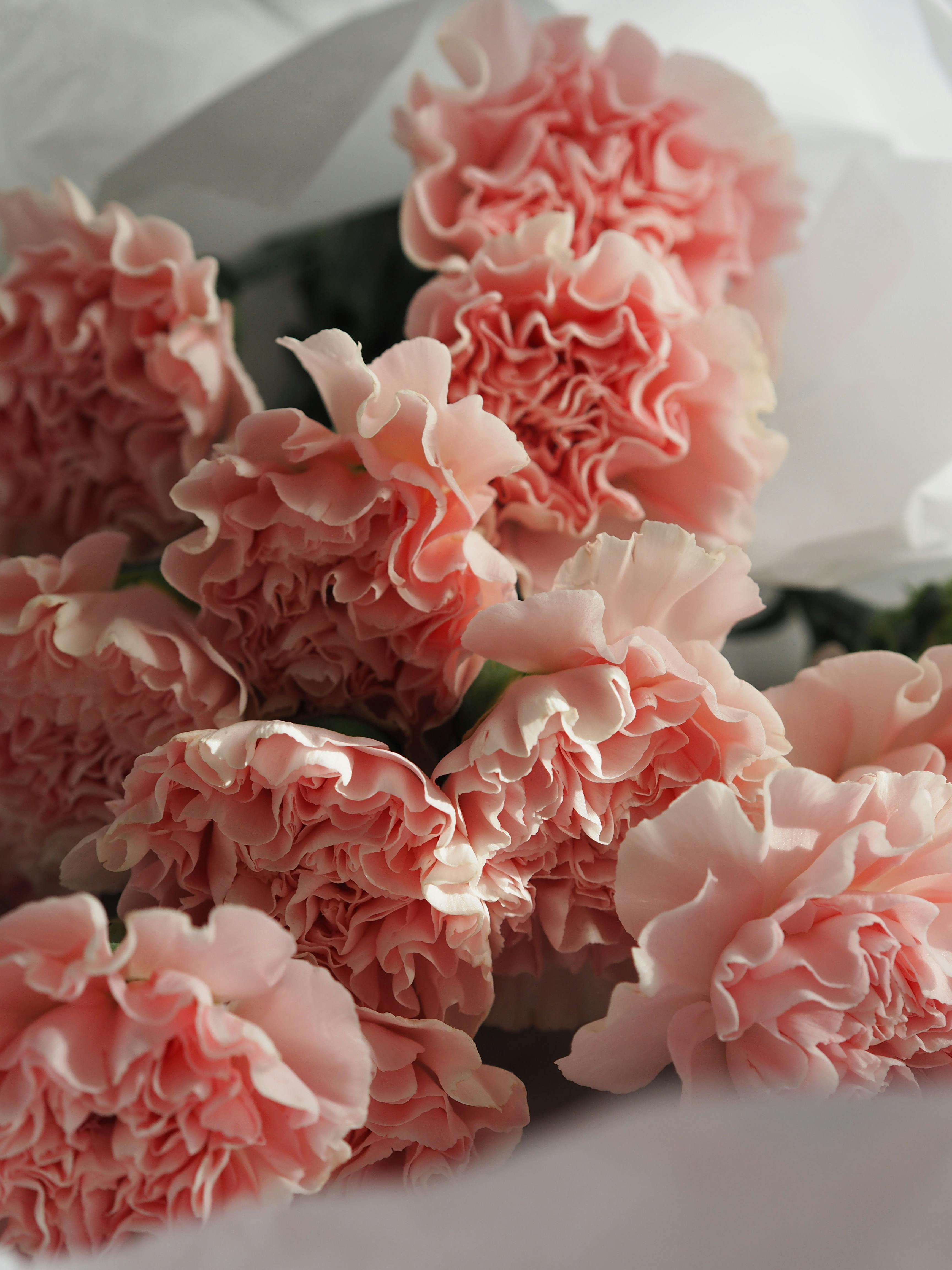 Closeup Bunches of carnation flowers different varieties in vases. Lovely  Vintage background with flowers. Wallpapers Stock Photo - Alamy