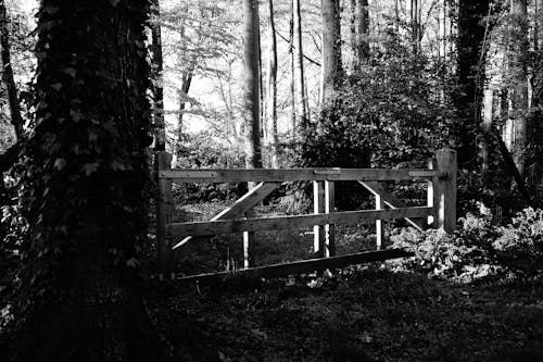 Grayscale Photography of Wooden Gate Surrounded by Trees
