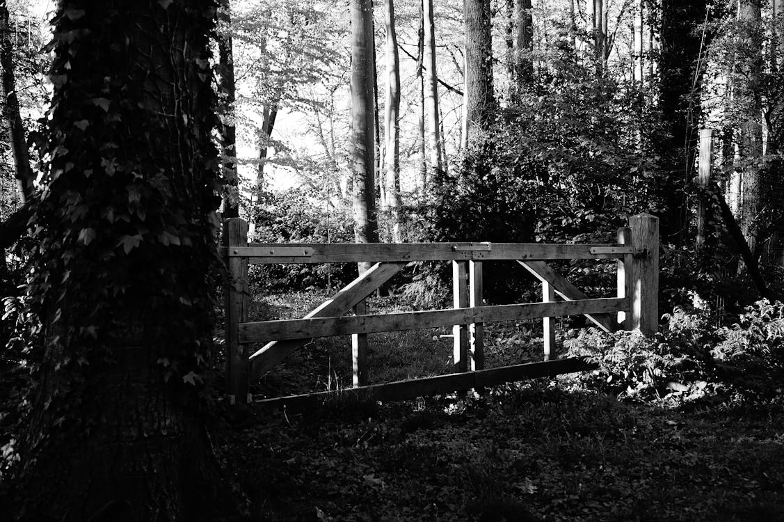 Free Grayscale Photography of Wooden Gate Surrounded by Trees Stock Photo