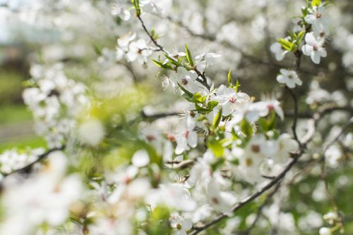 Free Close-up of white cherry blossoms in full bloom on a sunny spring day. Stock Photo
