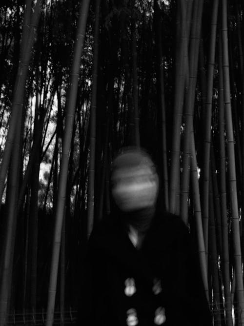 Kostenloses Stock Foto zu bambus-bäume, dunkel, graustufenfotografie