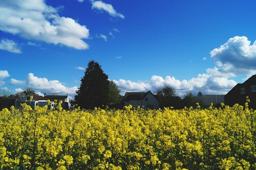 Yellow Rapeseed Flower Field Under Blue Sky