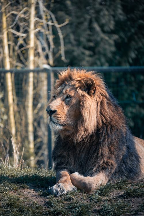 Free A majestic lion resting on grass in a natural outdoor setting, exuding power and grace. Stock Photo