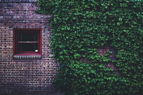 免費 綠葉藤蔓覆蓋的棕色混凝土磚房 圖庫相片
