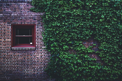 Základová fotografie zdarma na téma břečťan, budova, cihla