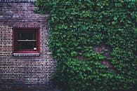 郁郁葱葱的常春藤和木框窗户，装饰着充满活力的砖墙