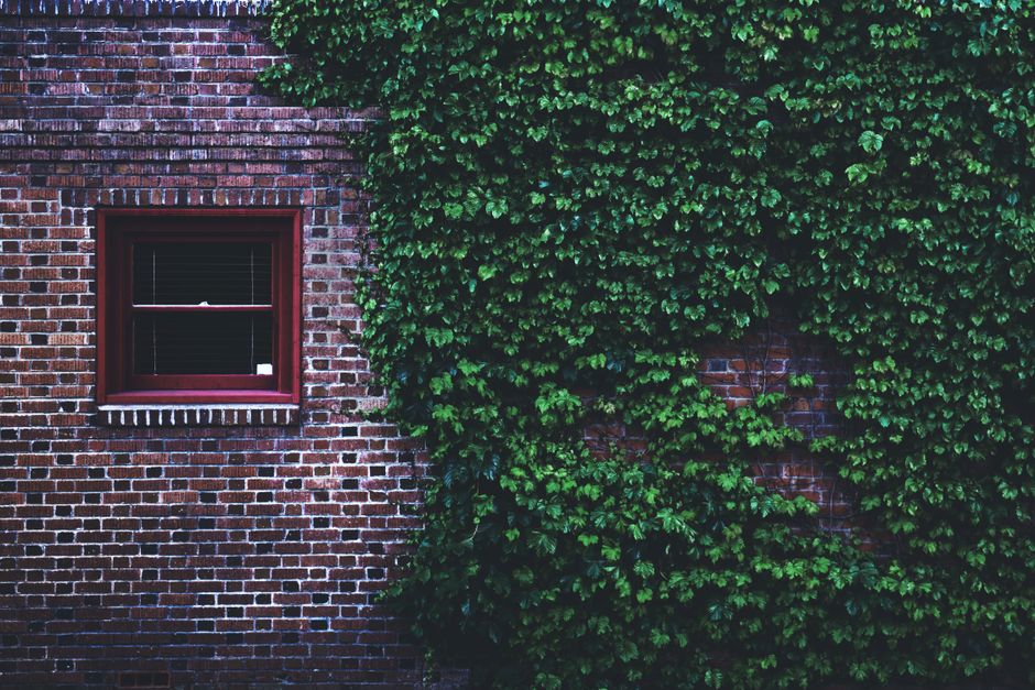 A vibrant brick wall adorned with lush ivy and a wooden-framed window.