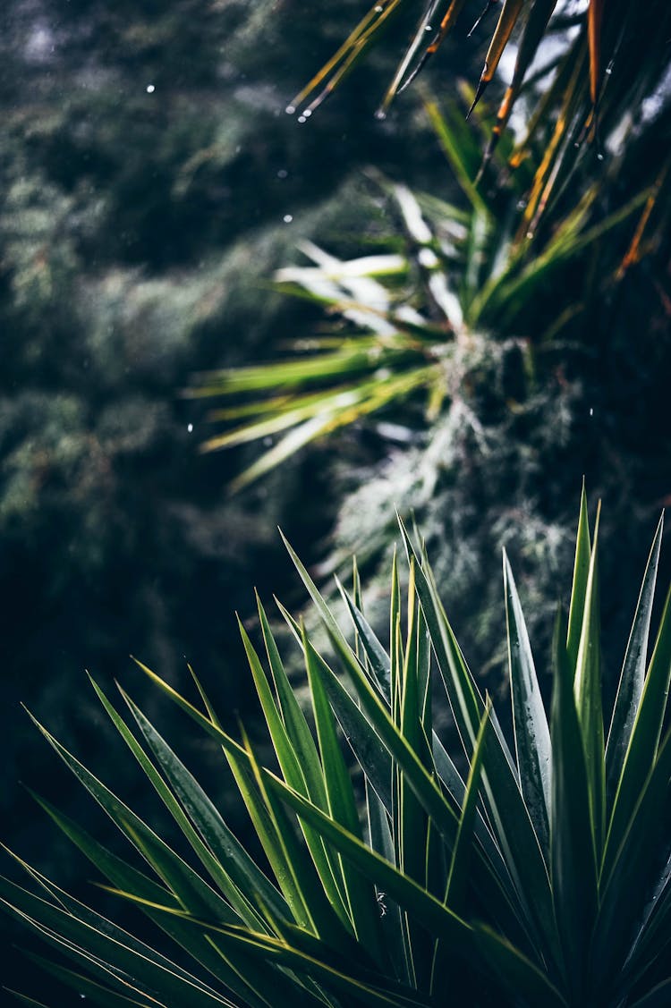 A Green Spiky Plant