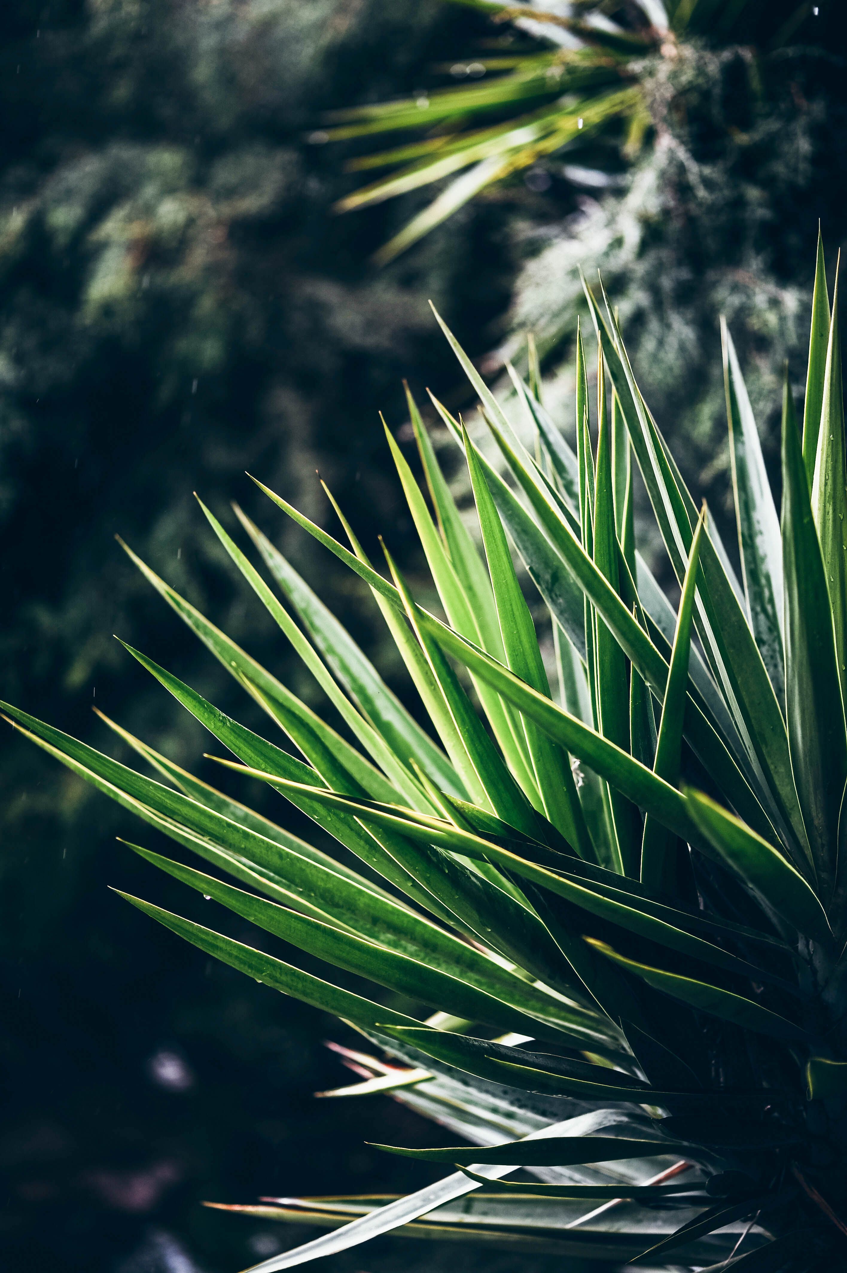 Green Grass in Close Up Photography · Free Stock Photo