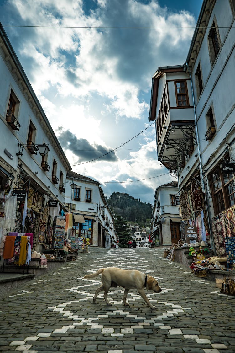 Dog Crossing The Street