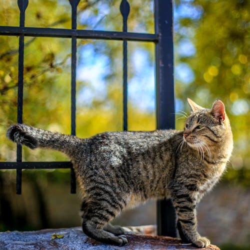 Side View of a Cat near Metal Fence